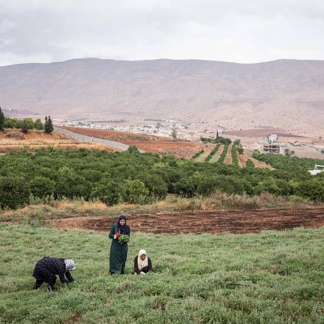 dadelskopen.nl – Engroshandel Tørret krydderiblanding – Za'atar fra Palæstina - 500 gram2