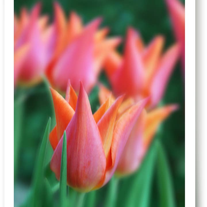 Yabué – wholesale Everyday greeting card – Blank card/Greeting card/499119