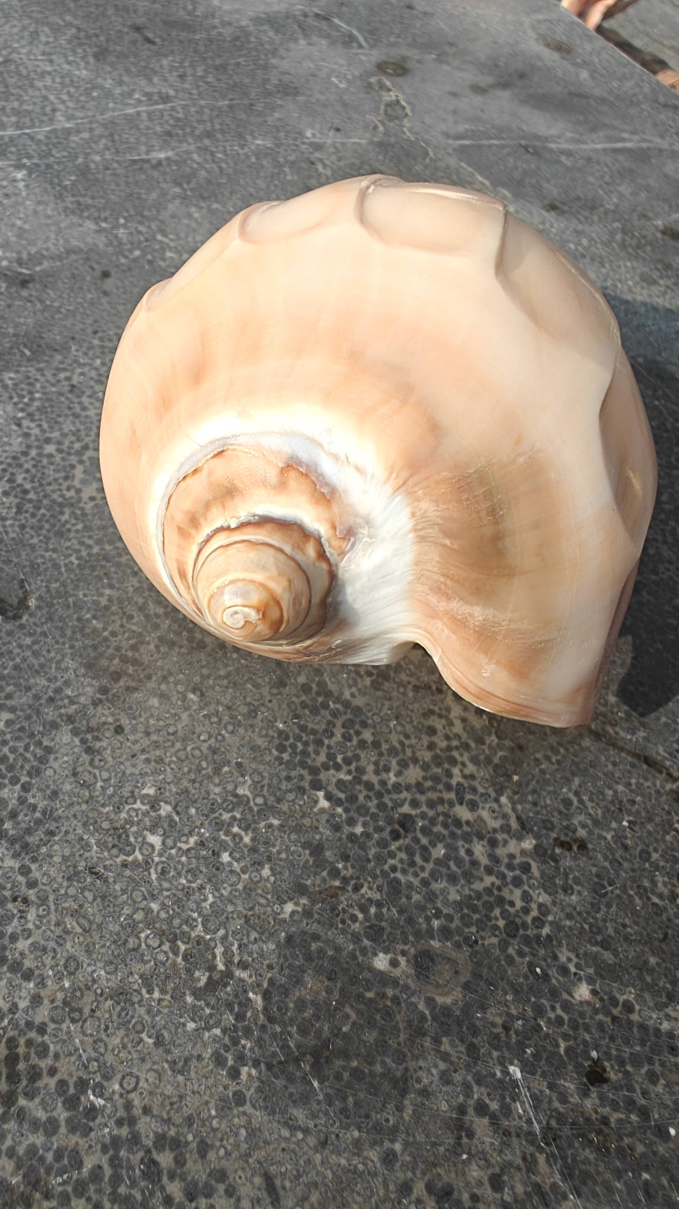 Product Import Holland - Wholesale Decorative Tabletop Object - Nature shell Pinang Ukir - unique - Ibiza - coast - beach3
