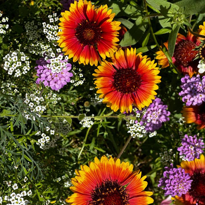 Pop's Birding - Wholesale Plant Seeds - Hummingbird & Butterfly Pollinator Wildflower Seed Mix