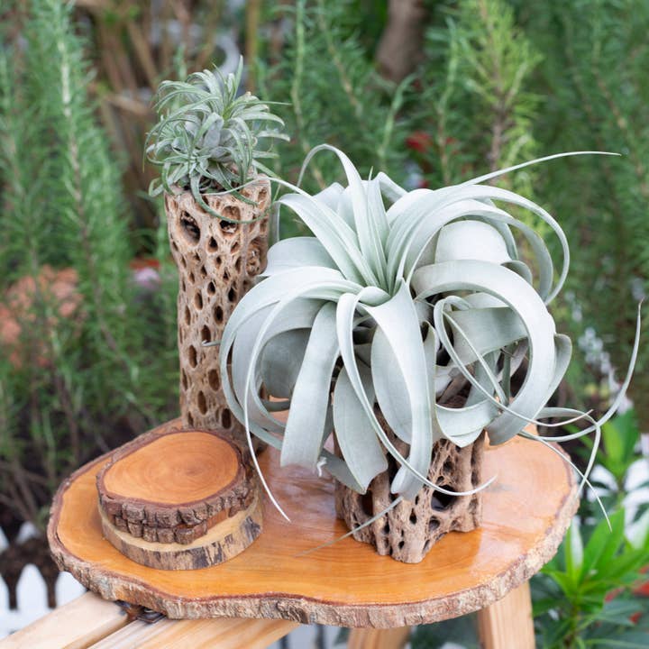 Best Plant Friend - Wholesale Live Plant - Assorted Air Plants Randomly Picked - Tillandsia Plants