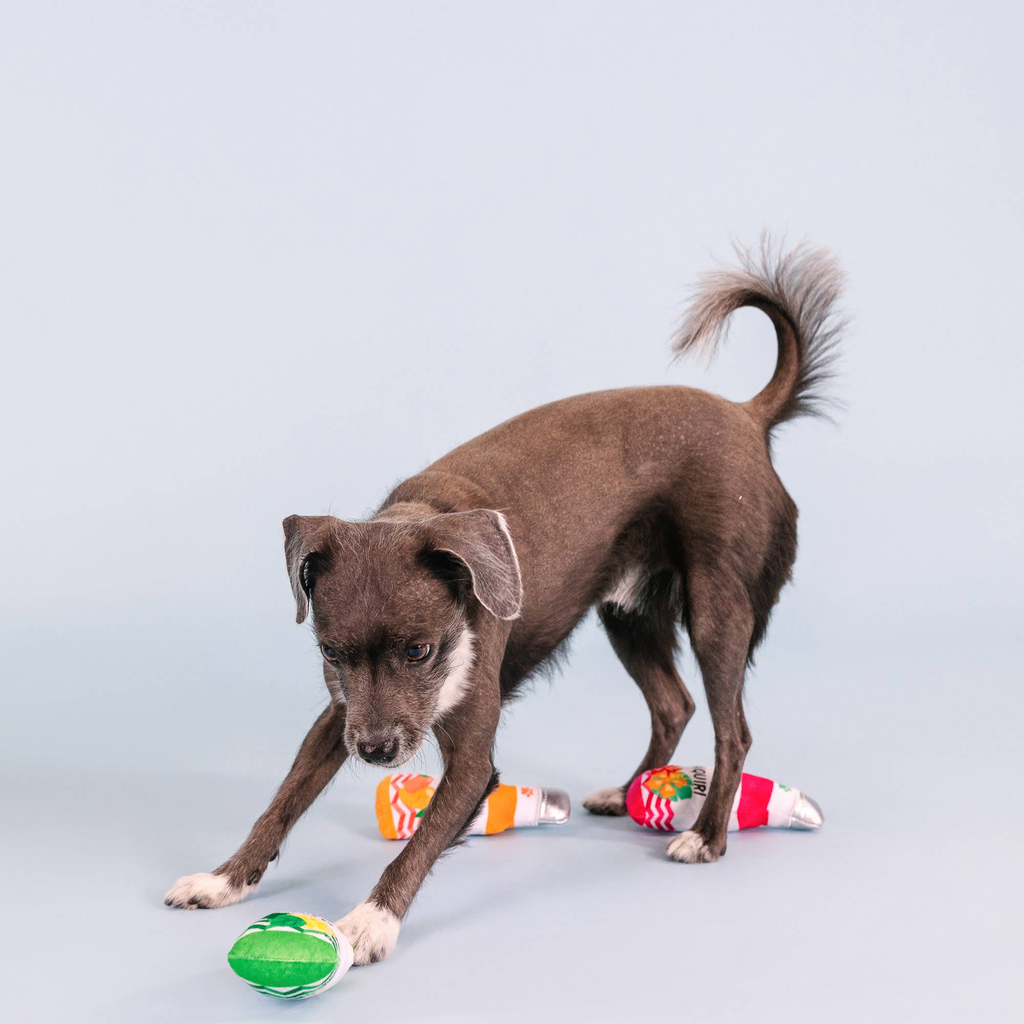 Petshop by Fringe Studio - Wholesale Pet Toy Set - Dog - FROM COOLER 3 PIECE SMALL DOG TOY SET2