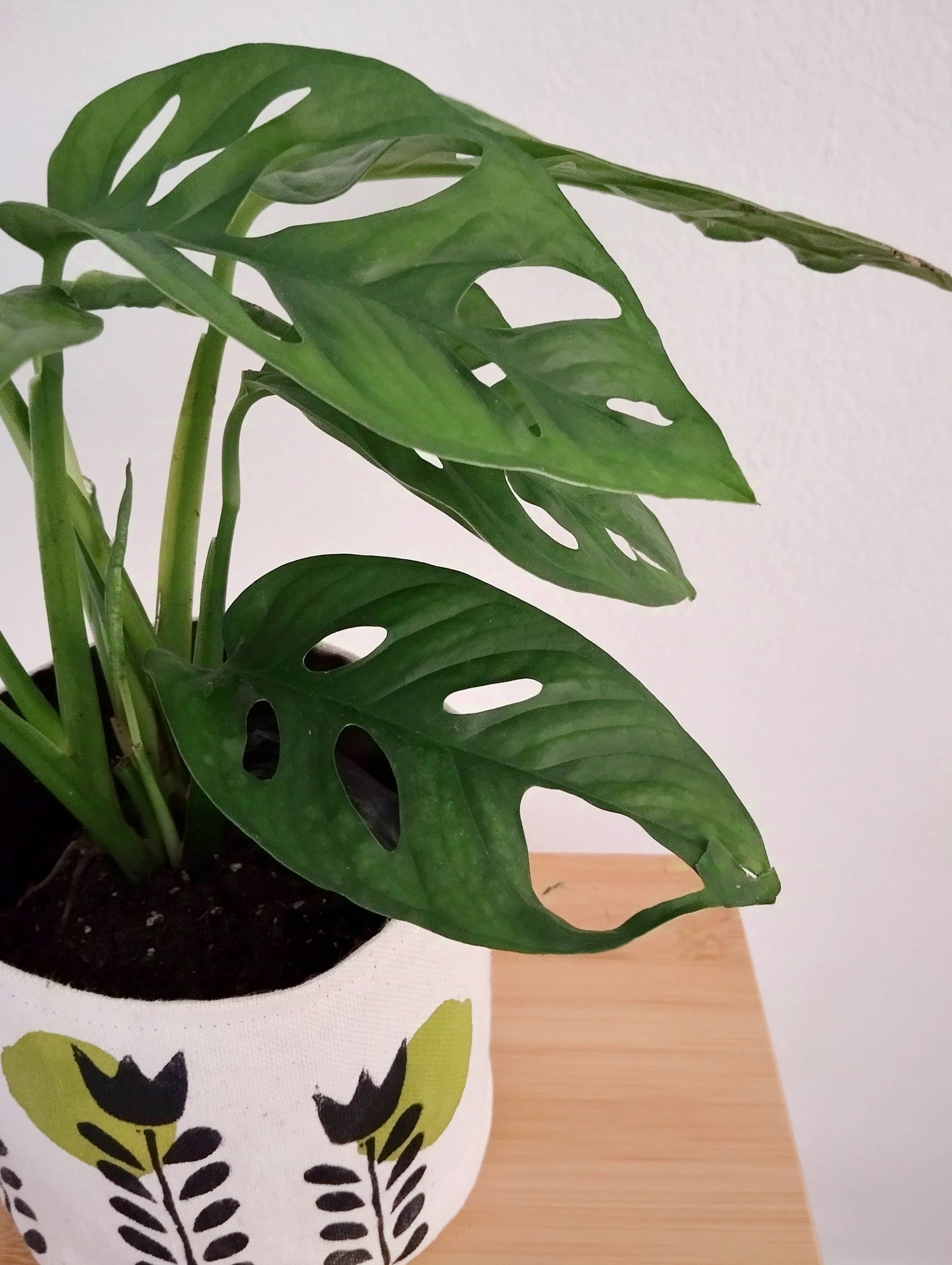 The Ink Job – Engroshandel Plantekrukke – Indendørs plantekasse med skandinaviske blomster6