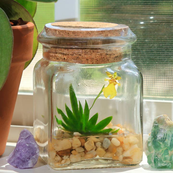 Live Miniature Orchid Terrarium, Psygmorchis Pusilla, Signature Product for wholesale by bloomify