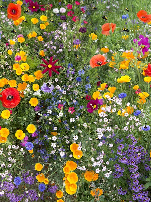 Zaadbom - Vendita all'ingrosso Semi di piante - Bombe di semi colorate alla rinfusa1