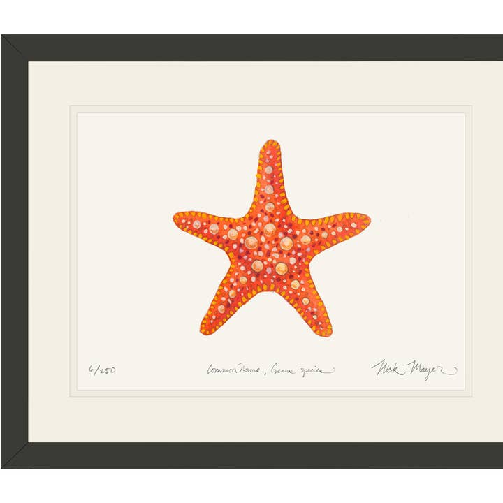 Nick Mayer Art - Wholesale Art Print - Horned Sea Star Limited Edition Print1