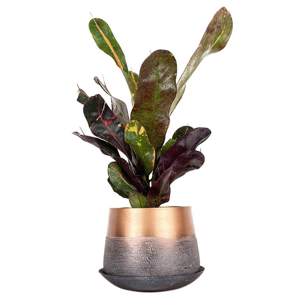 Chive - Wholesale Plant Pot - Joe Metal Flower Pots And Planters With Drainage Hole Saucer8