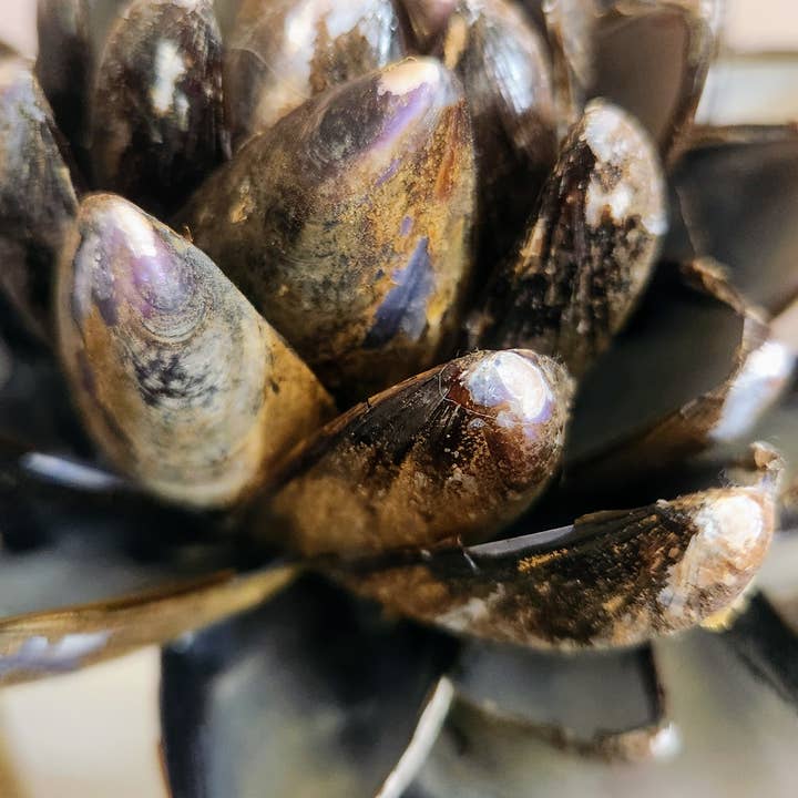 White Tulip Boutique - Vente Fleurs artificielles - Fleurs éternelles en coquilles de moules faites à la main, ensemble de 3