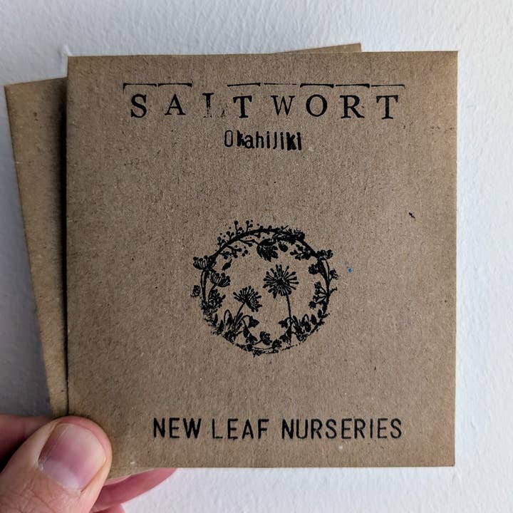 Saltwort, Japanese 'Okahijiki' Seeds for wholesale by New Leaf Nurseries