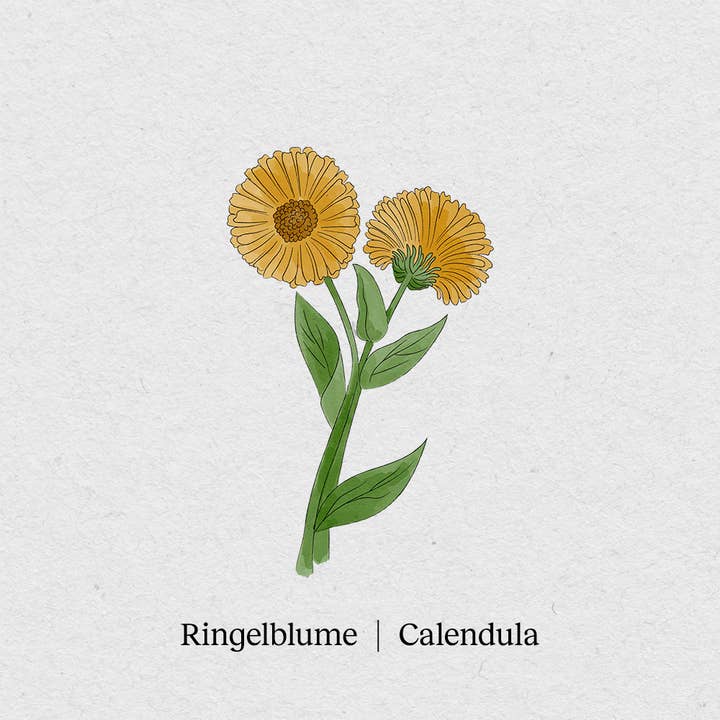 BerlinGreen - Wholesale Plant Seeds - marigold1