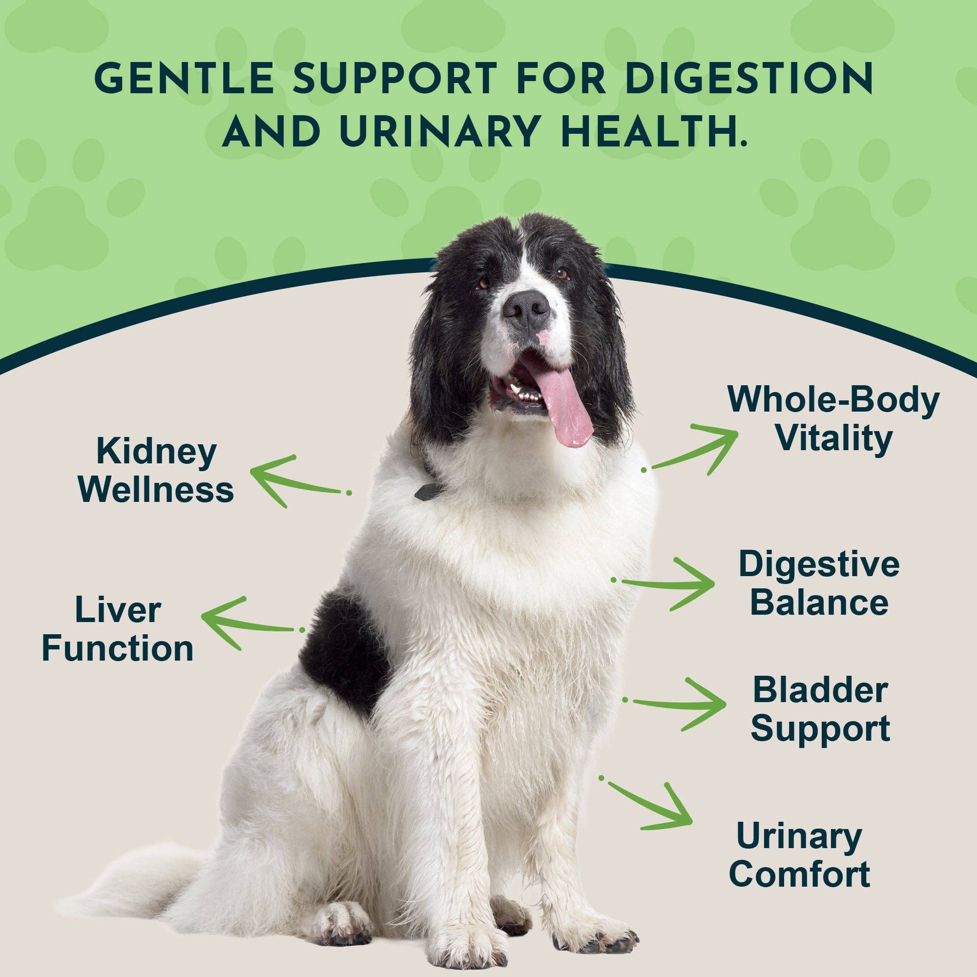 Animal Essentials - Wholesale Pet Supplement - Cat/Dog - Dandelion Single Herb Tonic | Supports Healthy Liver Function2