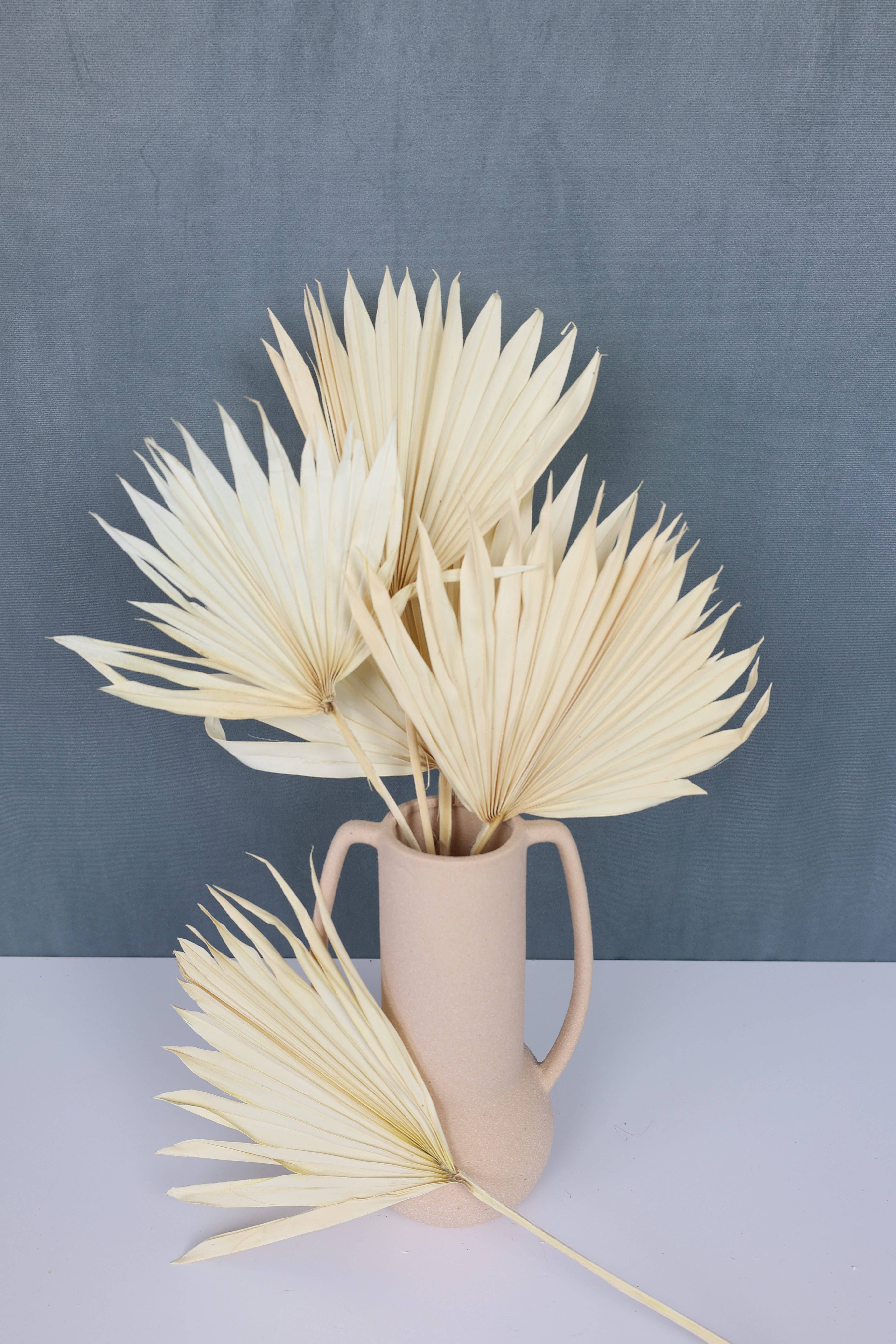 FlowerFantaSee - Wholesale Dried/Pressed Flowers - Dried Sun Palm Leaf Fans -Cream (Set of 5)