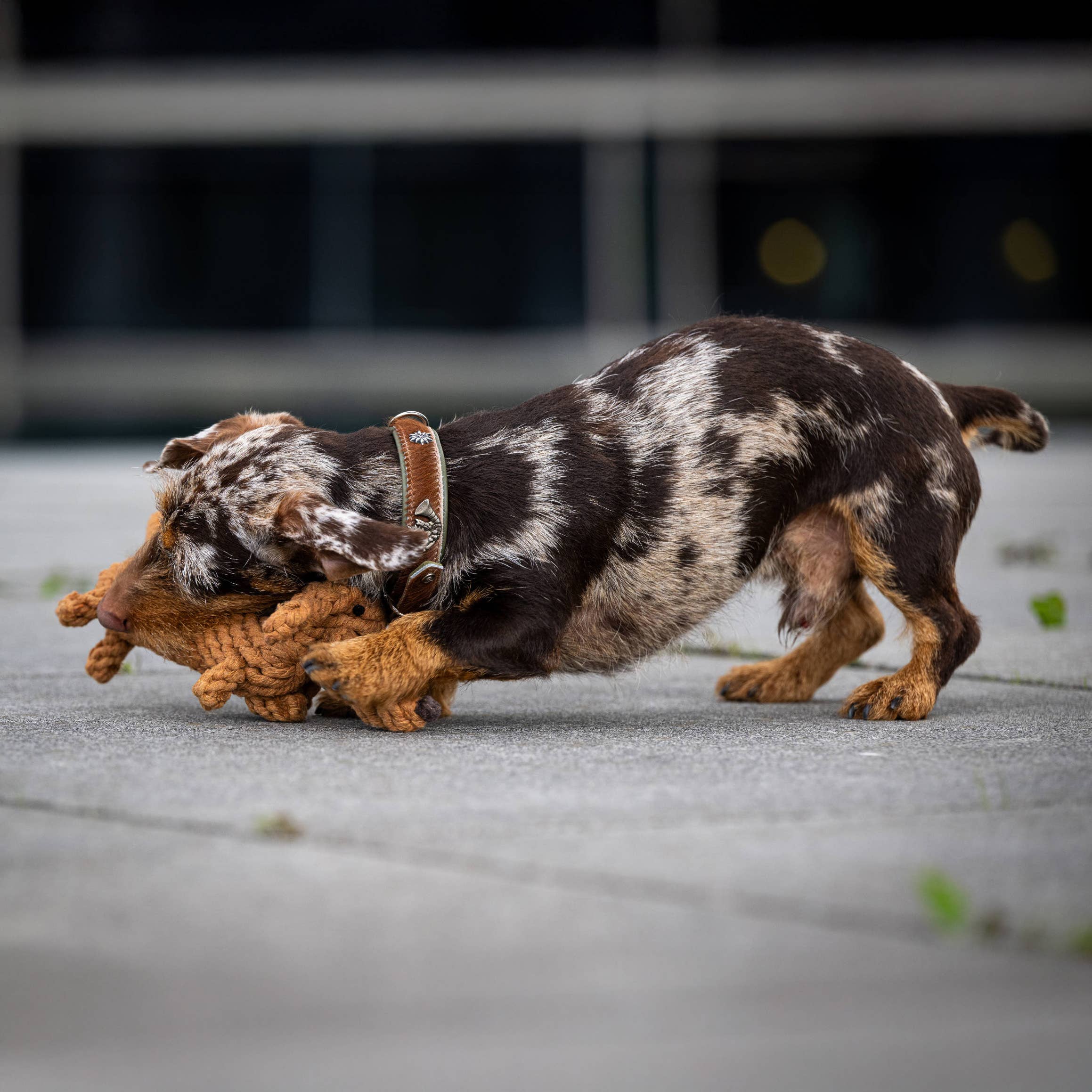 LABONI - Volentis GmbH - Wholesale Pet Chew Toy - Dog - DIEGO DACKEL – The Trend Toy Every Dog Wants6