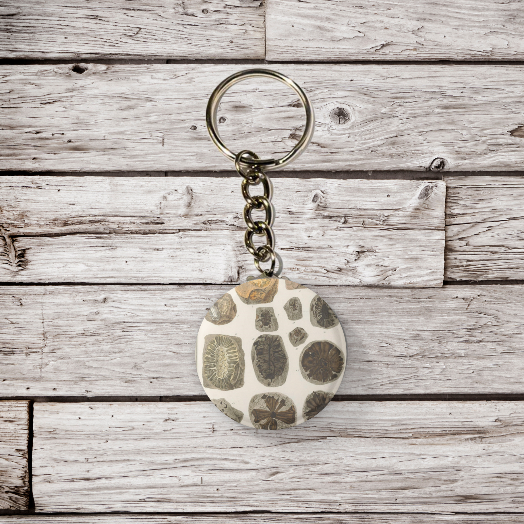 NatureCuts - Wholesale Reversspeld/knoop - Fossiele speldknop, fossiele sleutelhanger, fossiele magneet1