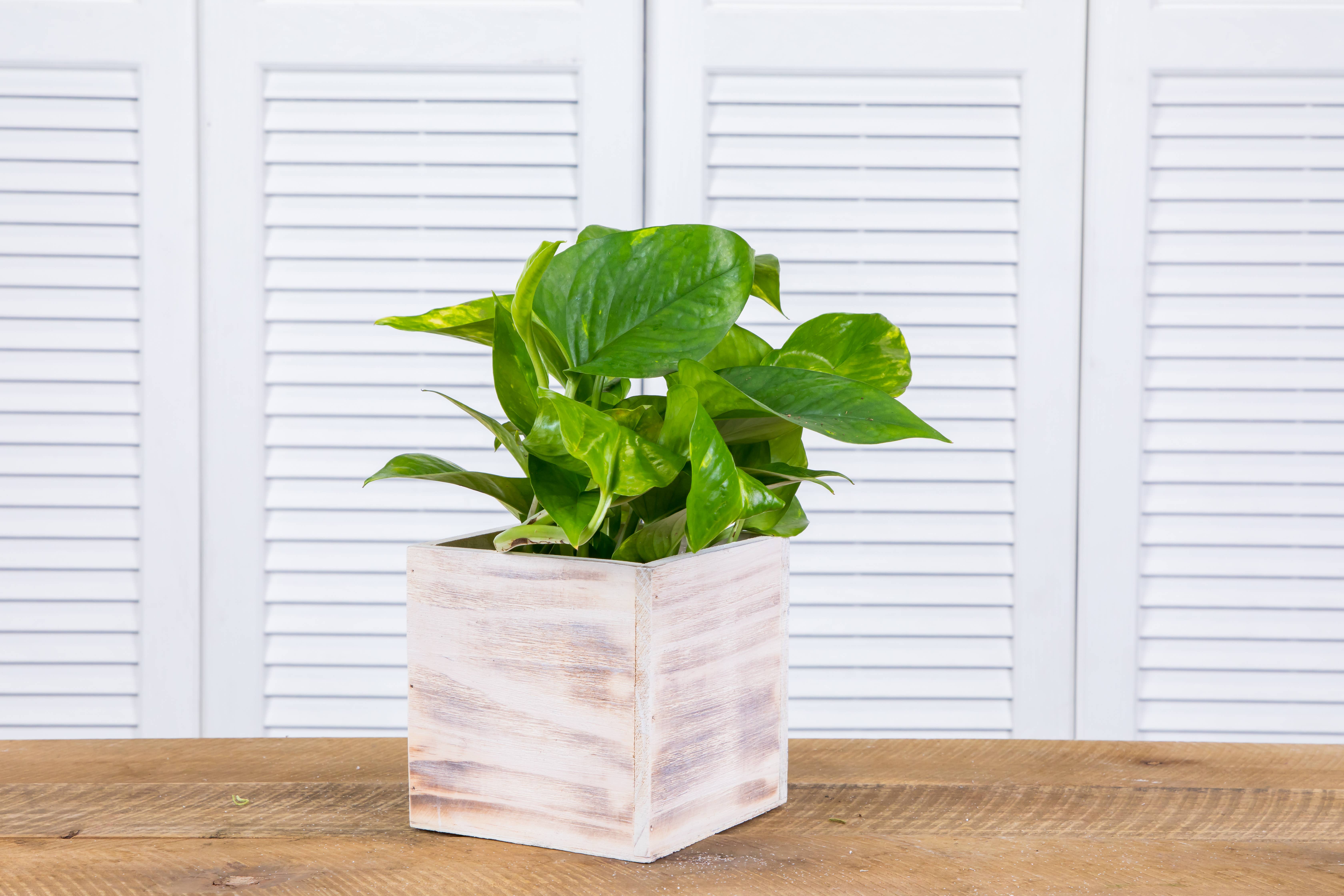 UNIMIX FLORAL – suporte para vasos de plantas por atacado – Plantas/Contentores em Madeira 5"x5"9