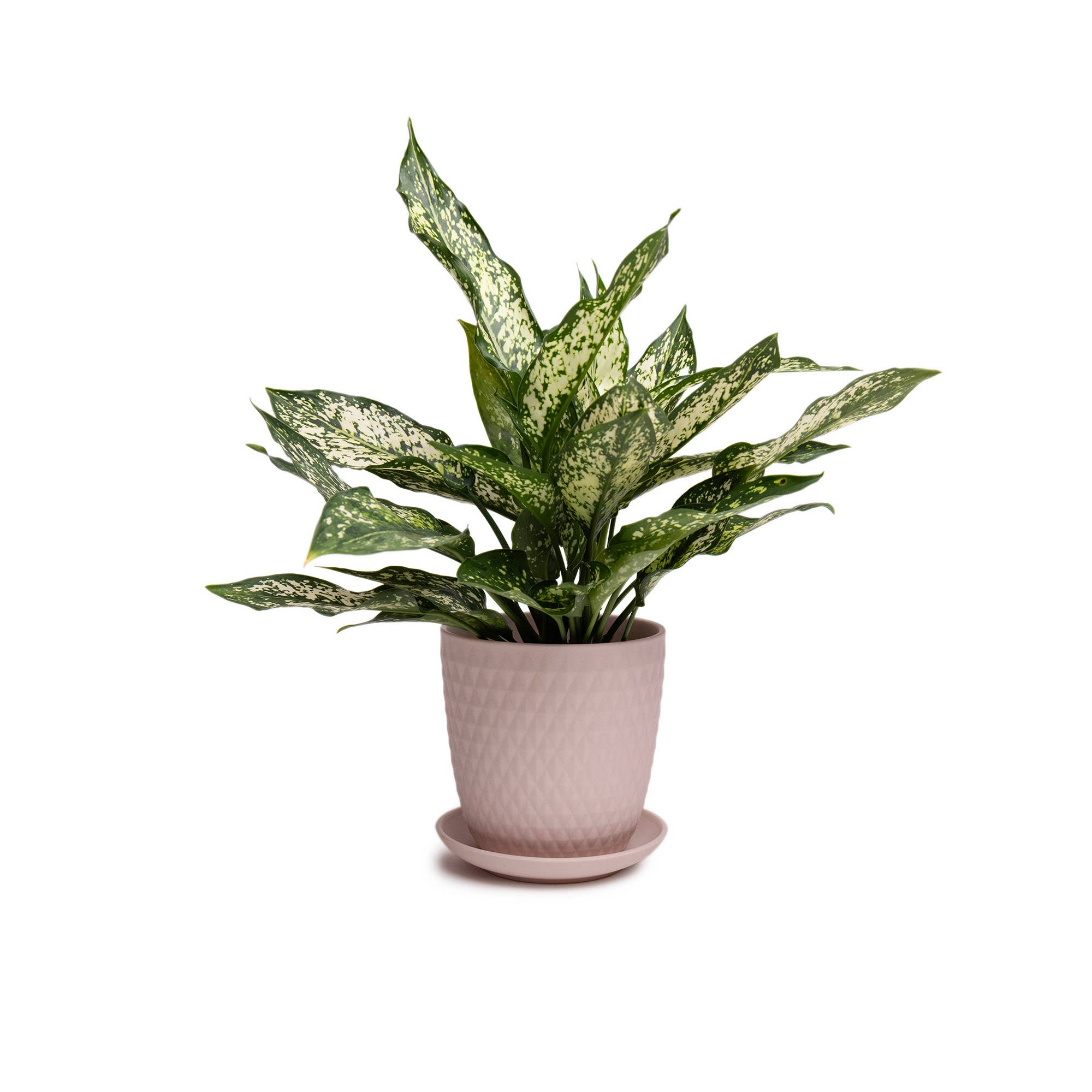 Chive - Wholesale Plant Pot - Handmade Ceramic Virago Pots | Artisan Plant Planters59