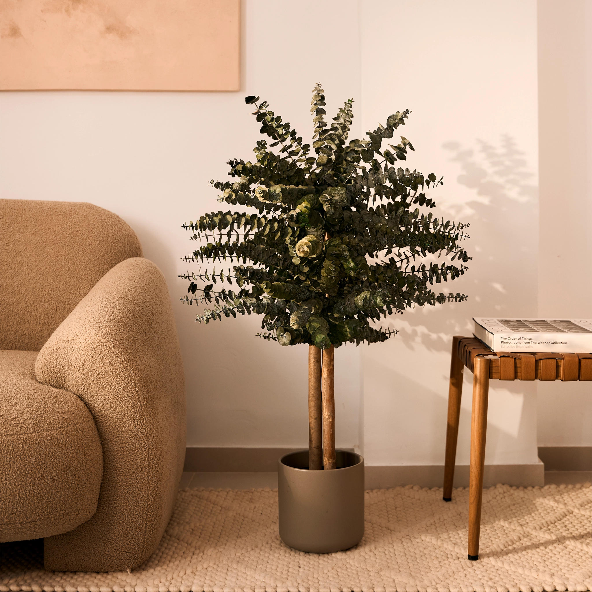 Maia Shop - Venta al por mayor Plantas artificiales - Árbol Eucalipto Preservado Baby6