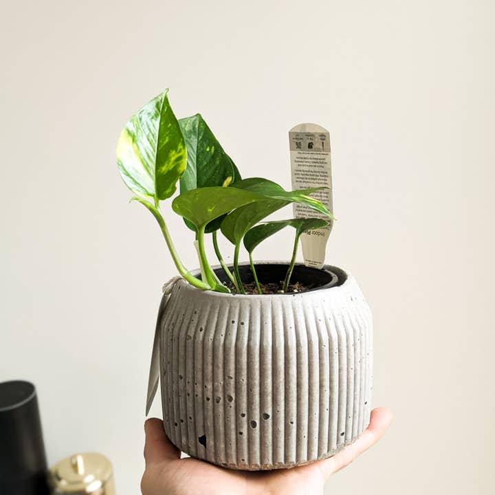 Eché pots - Wholesale Plant pot - Hemp & Coconut fibre Rib Pot - Handcrafted in Australia5