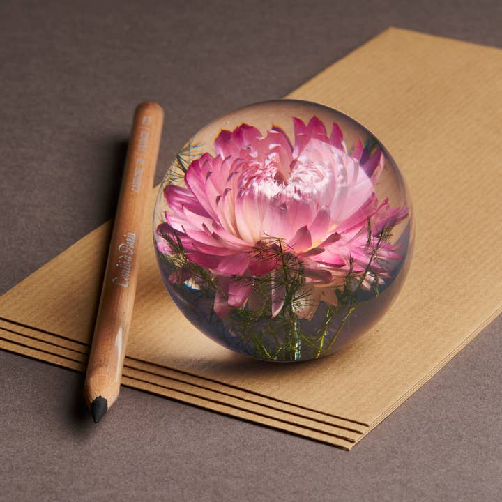 Hafod Grange Ltd – Großhandel Verzierung – Helichrysum Pink Briefbeschwerer