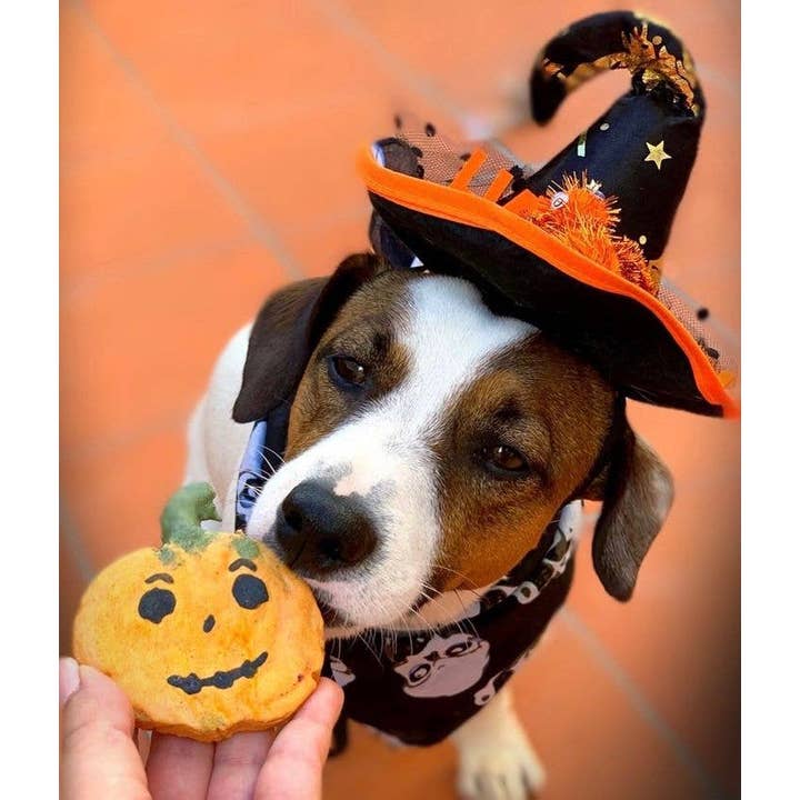 Belpharmed bv: Cooka's Cookies & Sensidog – Engroshandel Godbid - Hund – Halloween - Uhyggelig Boks7