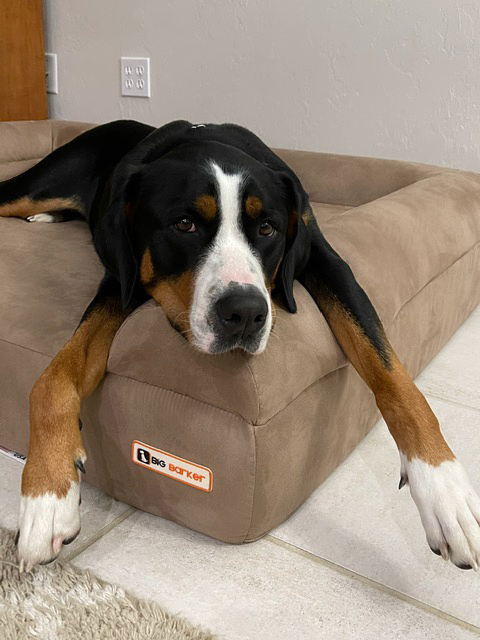 Barker Beds - Vente Panier – chien - Lit orthopédique pour chien 7" - Édition canapé0