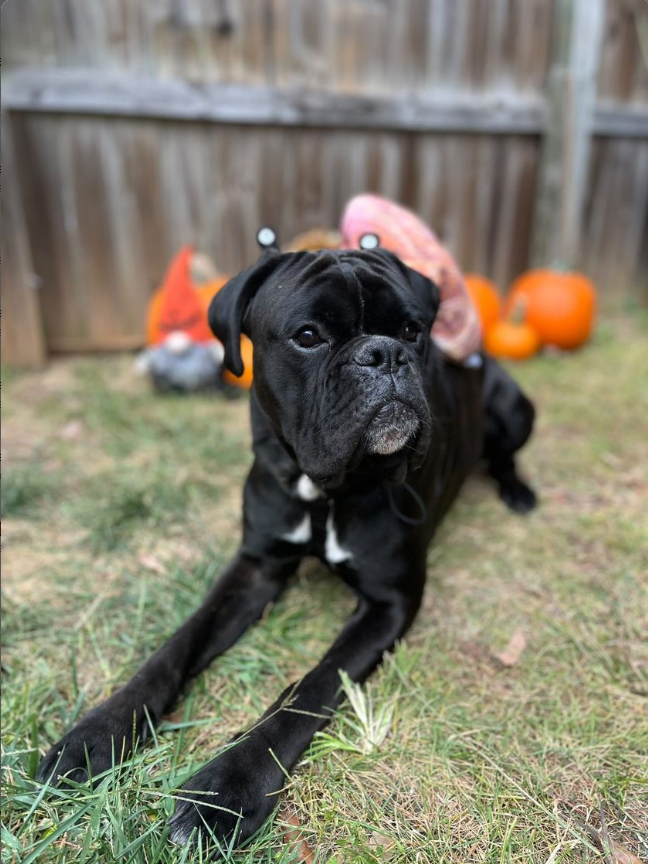 Midlee Designs – Engroshandel Kæledyrskostume – Hund – Midlee Snail Halloween pandebånd og shell hund kostume11