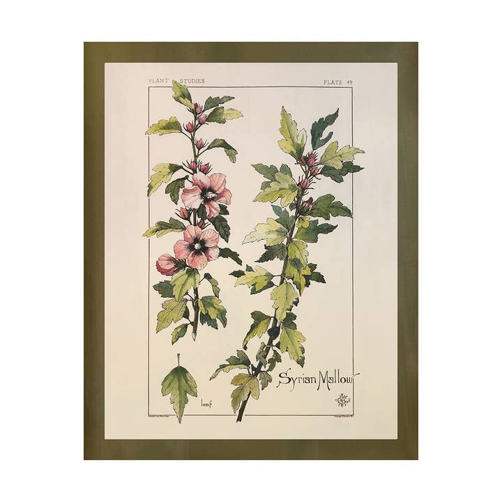 Syrian Mallow Wildflower Print for wholesale by Shop At Sullivan