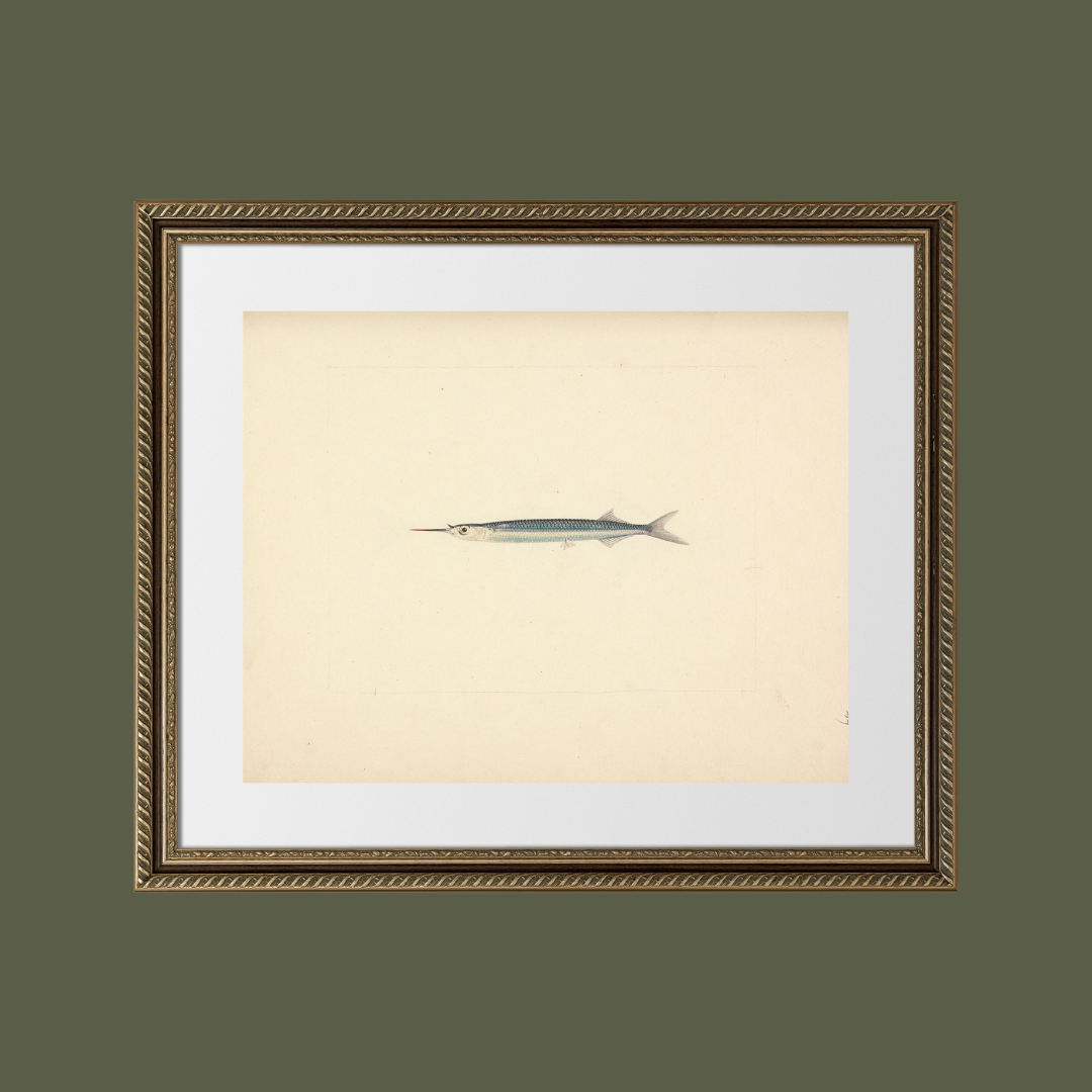 Sea to Skye - Wholesale Art Print - Antique Fish Print4