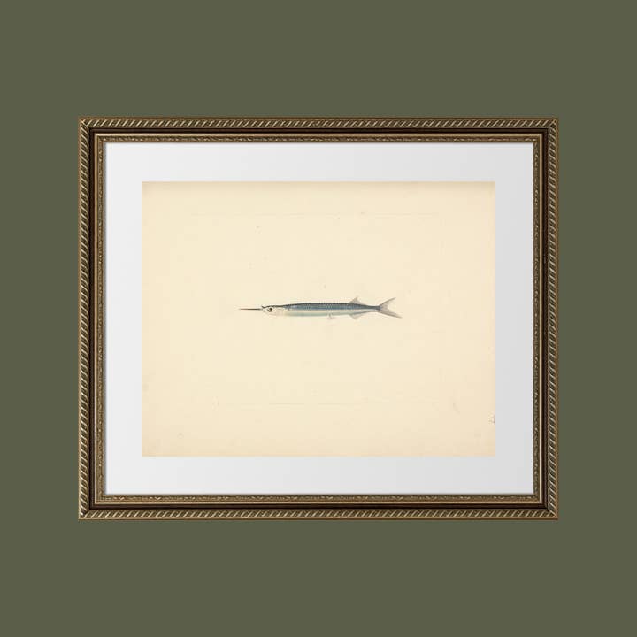 Sea to Skye - Wholesale Art Print - Antique Fish Print4