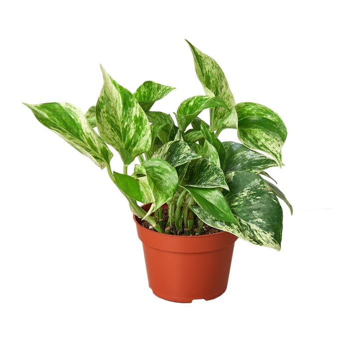 House Plant Wholesale - Wholesale Live Plant - POTHOS MARBLE QUEEN 4-inch