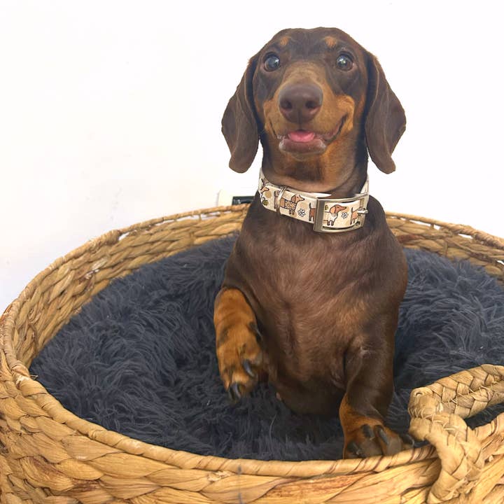 Puppies & Pom Poms - Wholesale Pet Collar - Dog - Bee Happy Dachshunds Beige Handmade Dog Collar1