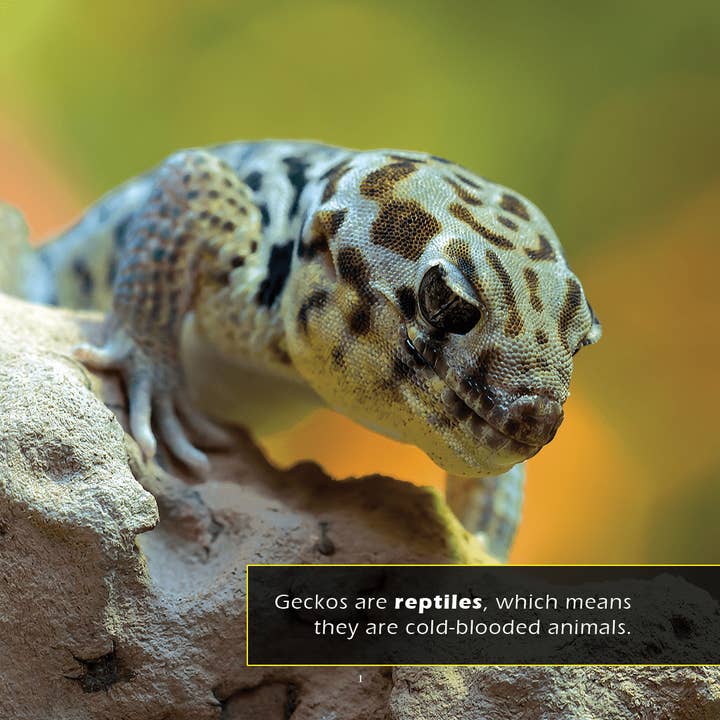 My Incredible World - Wholesale Early Reader Book (6-8) - Geckos! A My Incredible World Picture Book for Children1