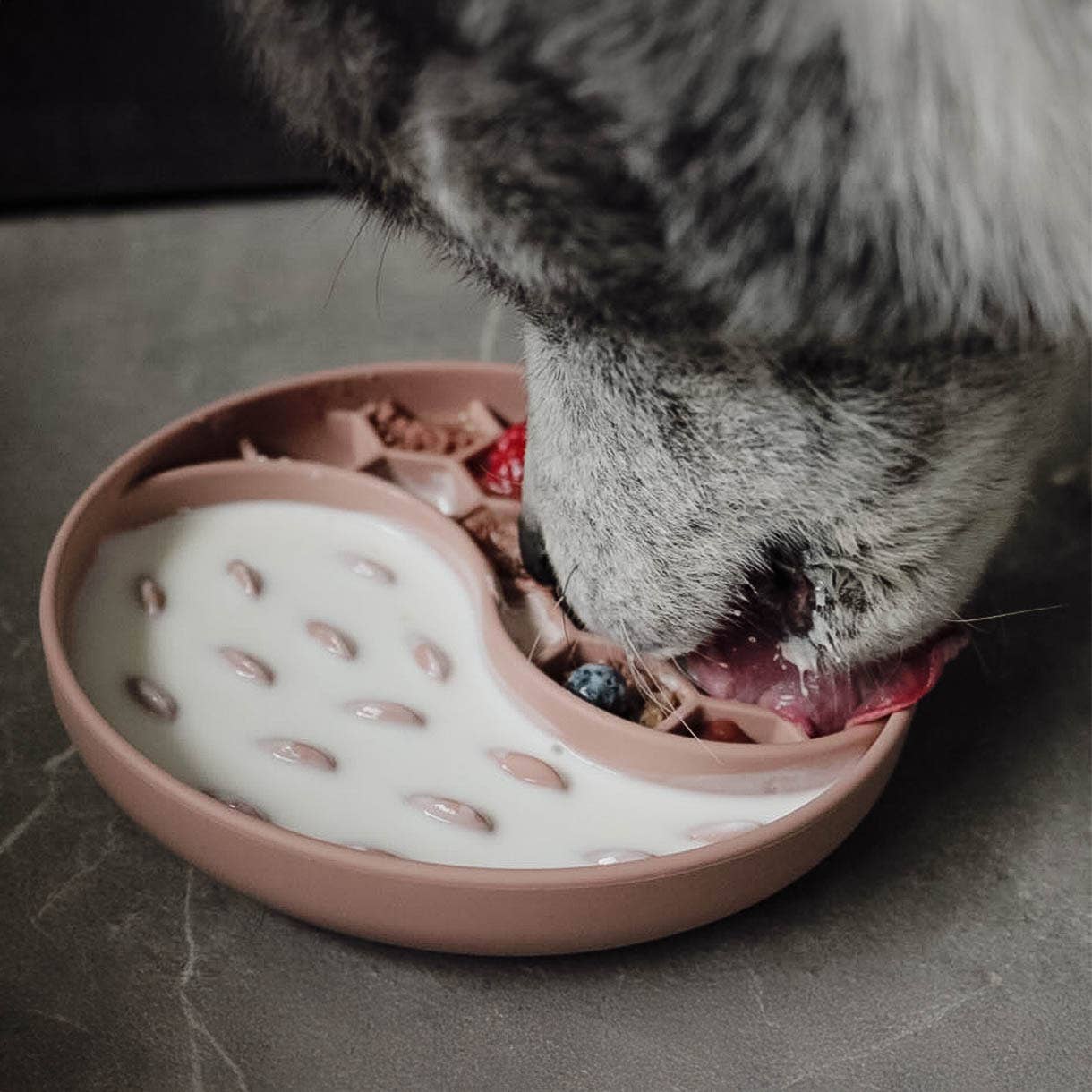 ne&no - Wholesale Pet Bowl - Cat/Dog - ne&no® Anti-Gulping Bowl / Licking Dish for Dogs & Cats7