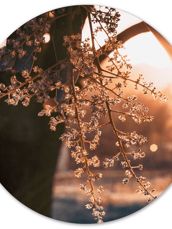 Bosques de Muurcirkel para venta al por mayor de Label2X B.V.