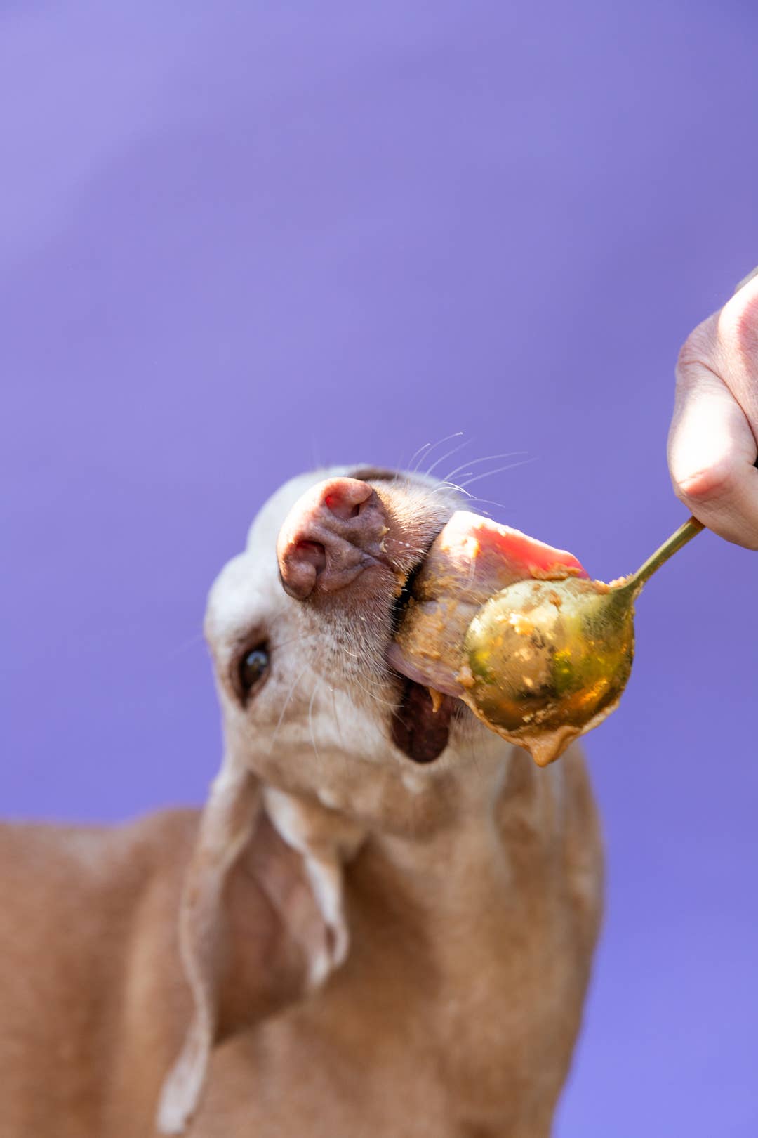 Big Spoon Roasters - Wholesale Pet Treats - Dog - Pumpkin Spice Wag Butter5