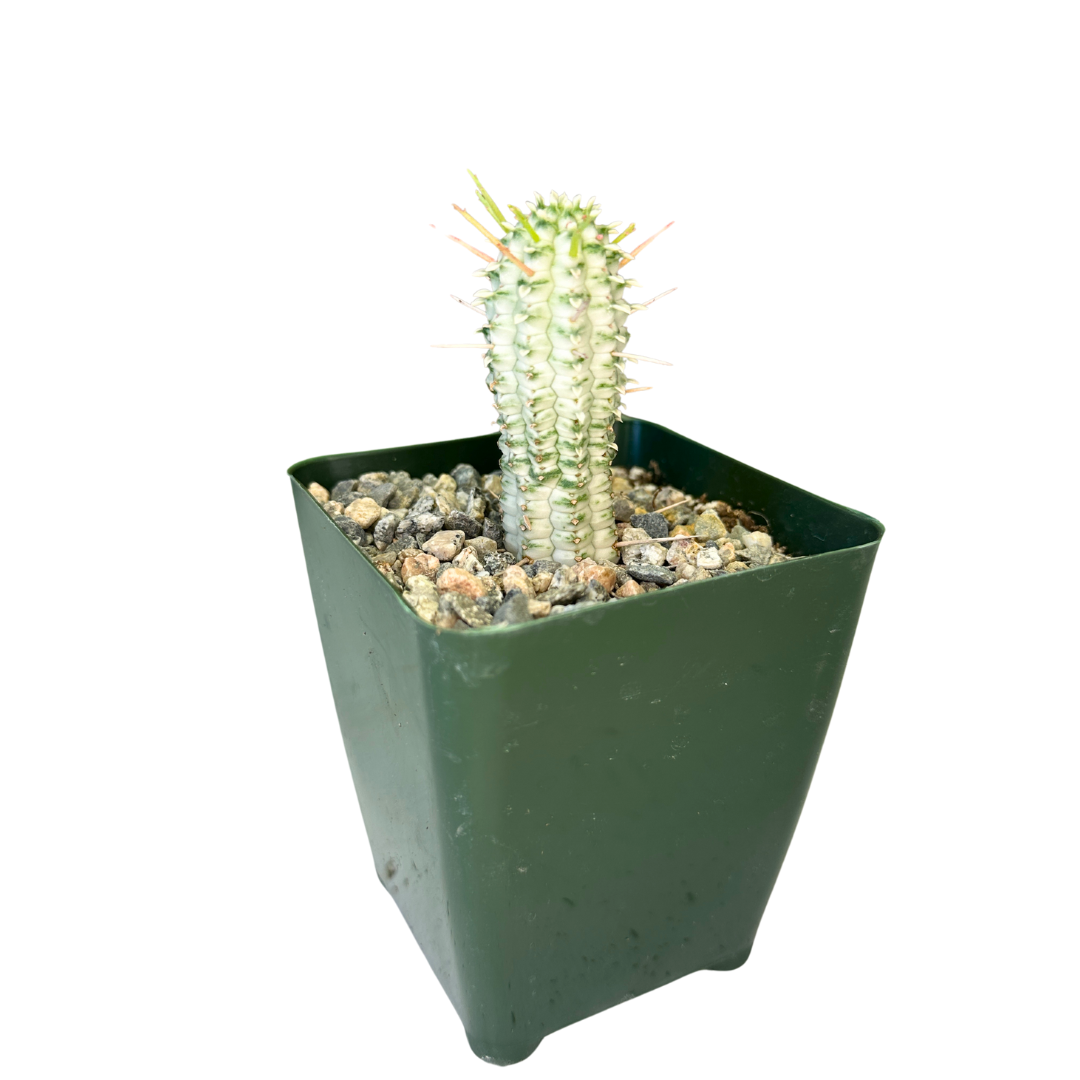 Flow State - Wholesale Succulent - 4" Euphorbia Mammillaris Variegata 'Corn Cob Cactus' – Plant4