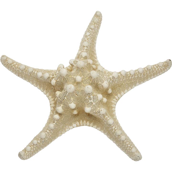 HS Seashells - Wholesale Decorative Tabletop Object - White Knobby Starfish 8-10"