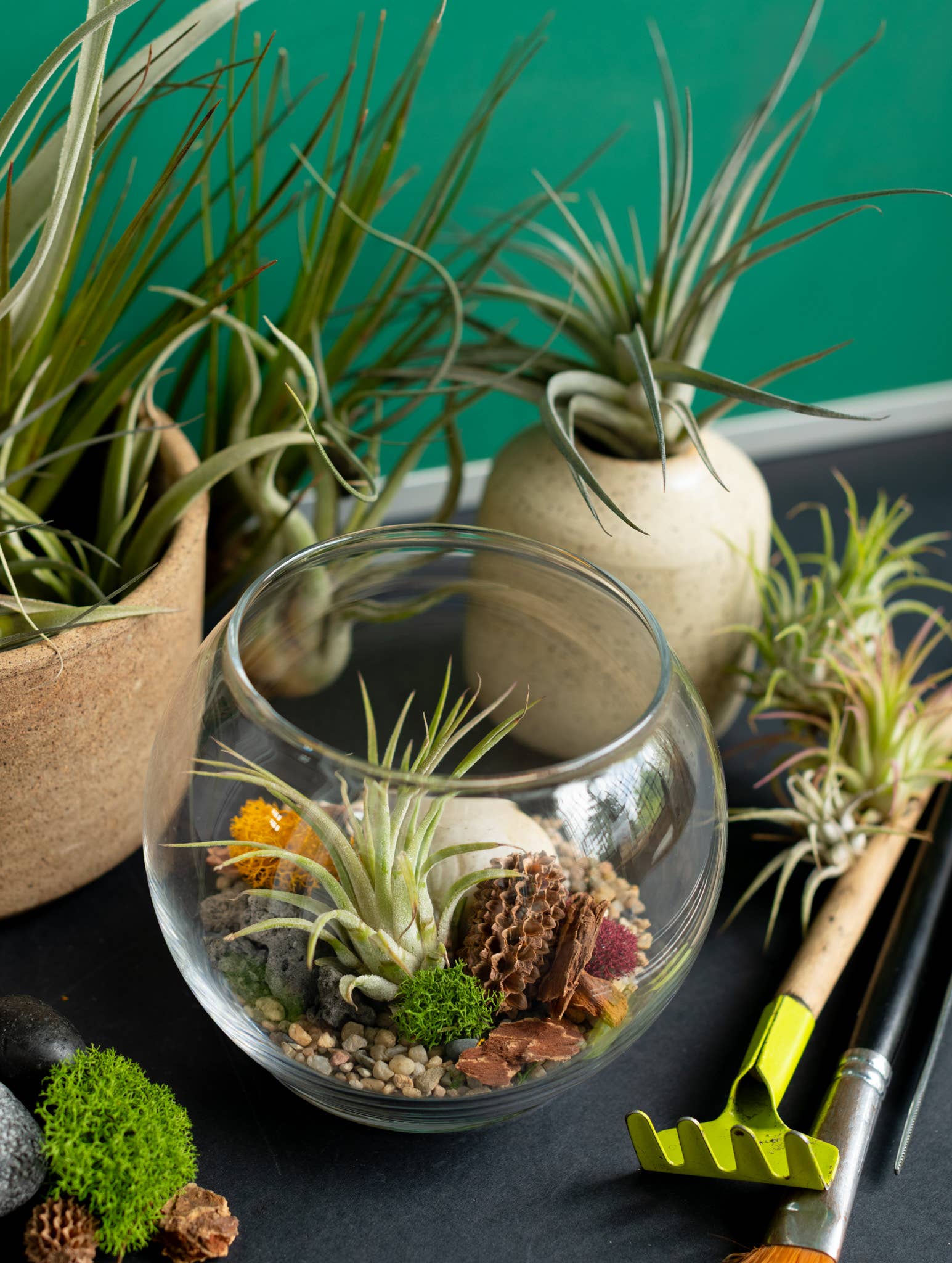 Plant Shop - Wholesale Terrarium - New* Airplant Terrarium Kit : Globe2