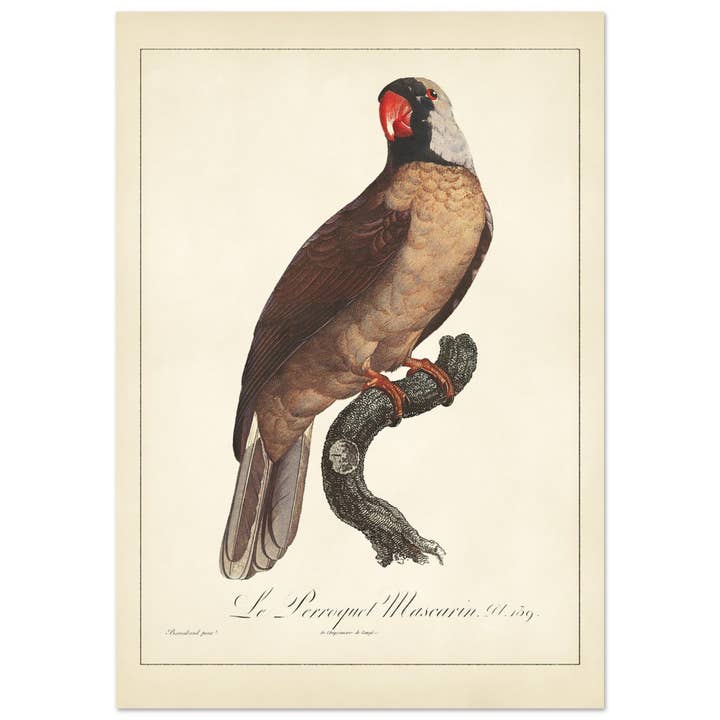 Mascarin Le Perroquet pour la vente par Maison de Paloma