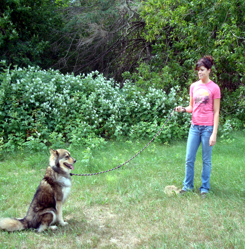 SOFT LINES - Vente Laisse – chien - Laisses pour chiens mains libres pour le jogging et l'entraînement4