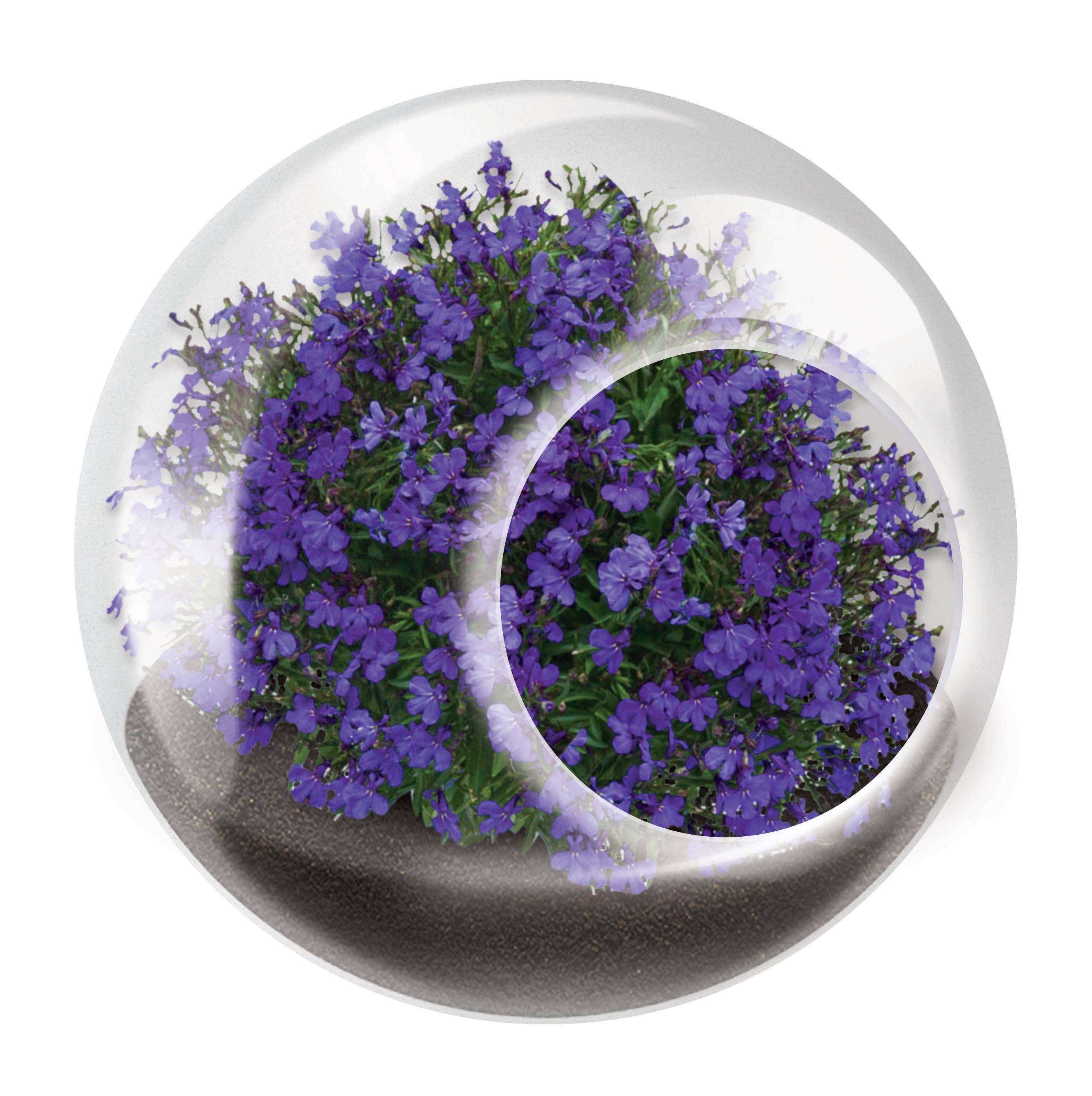 Silver Circle Products - Wholesale Retailer Display - Home & Living - Tiny Terrariums Flowering Counter Display with 6 Varieties10