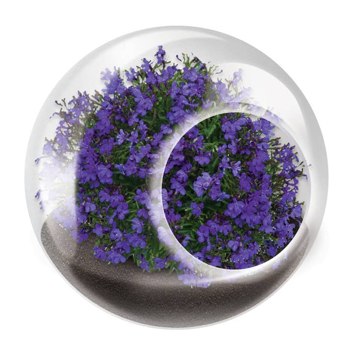 Silver Circle Products - Wholesale Retailer Display - Home & Living - Tiny Terrariums Flowering Counter Display with 6 Varieties10