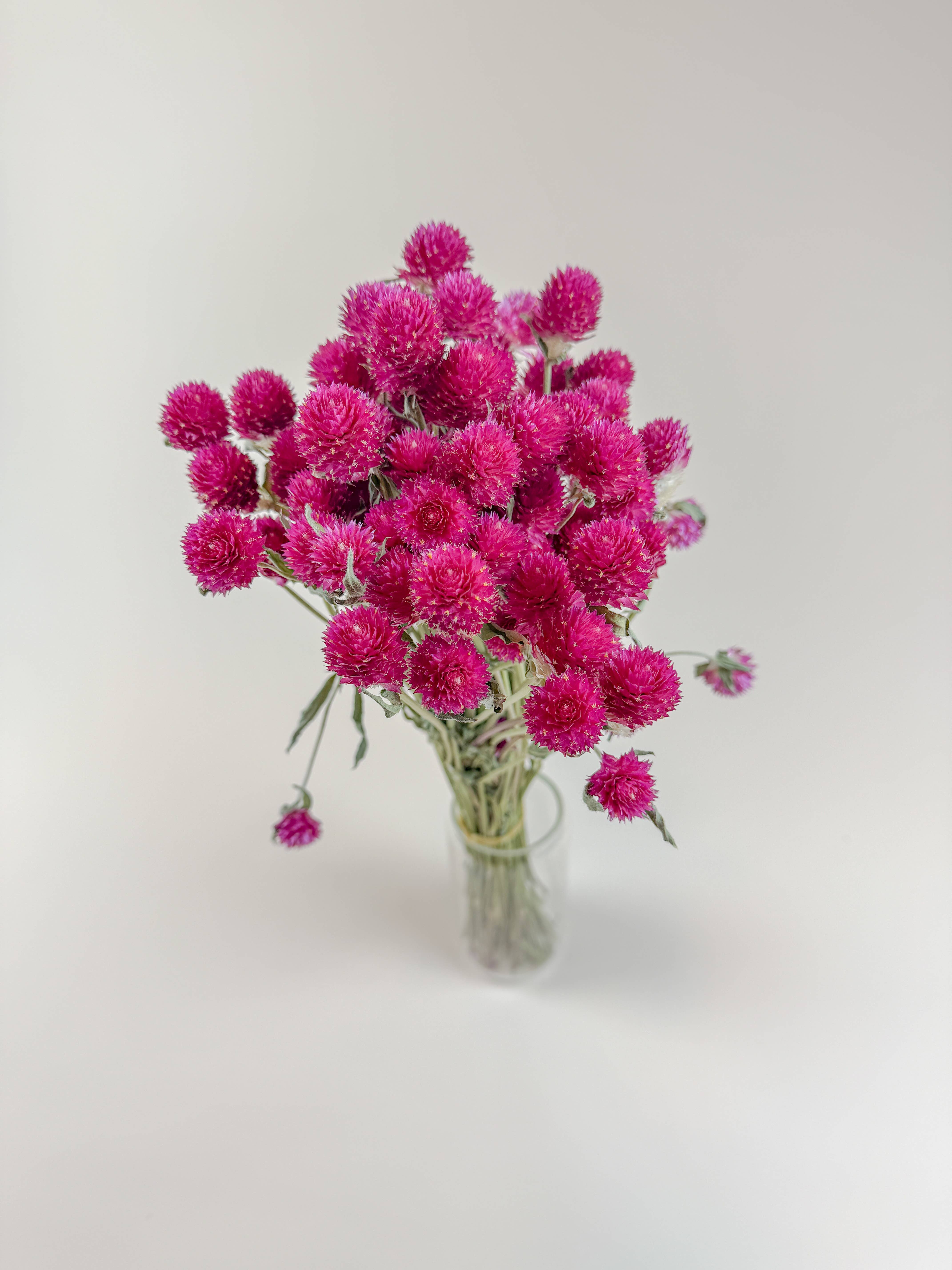 Lovejoy Farms Premium Dried Flowers - Wholesale Dried/Pressed Flowers - Hot Pink Globe Amaranth – Naturally Dried Flowers1
