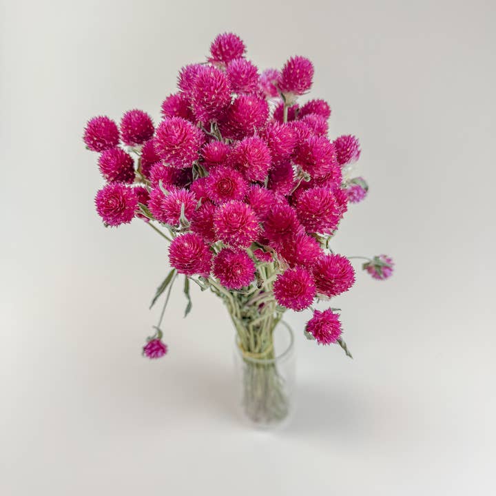 Lovejoy Farms Premium Dried Flowers - Wholesale Dried/Pressed Flowers - Hot Pink Globe Amaranth – Naturally Dried Flowers1