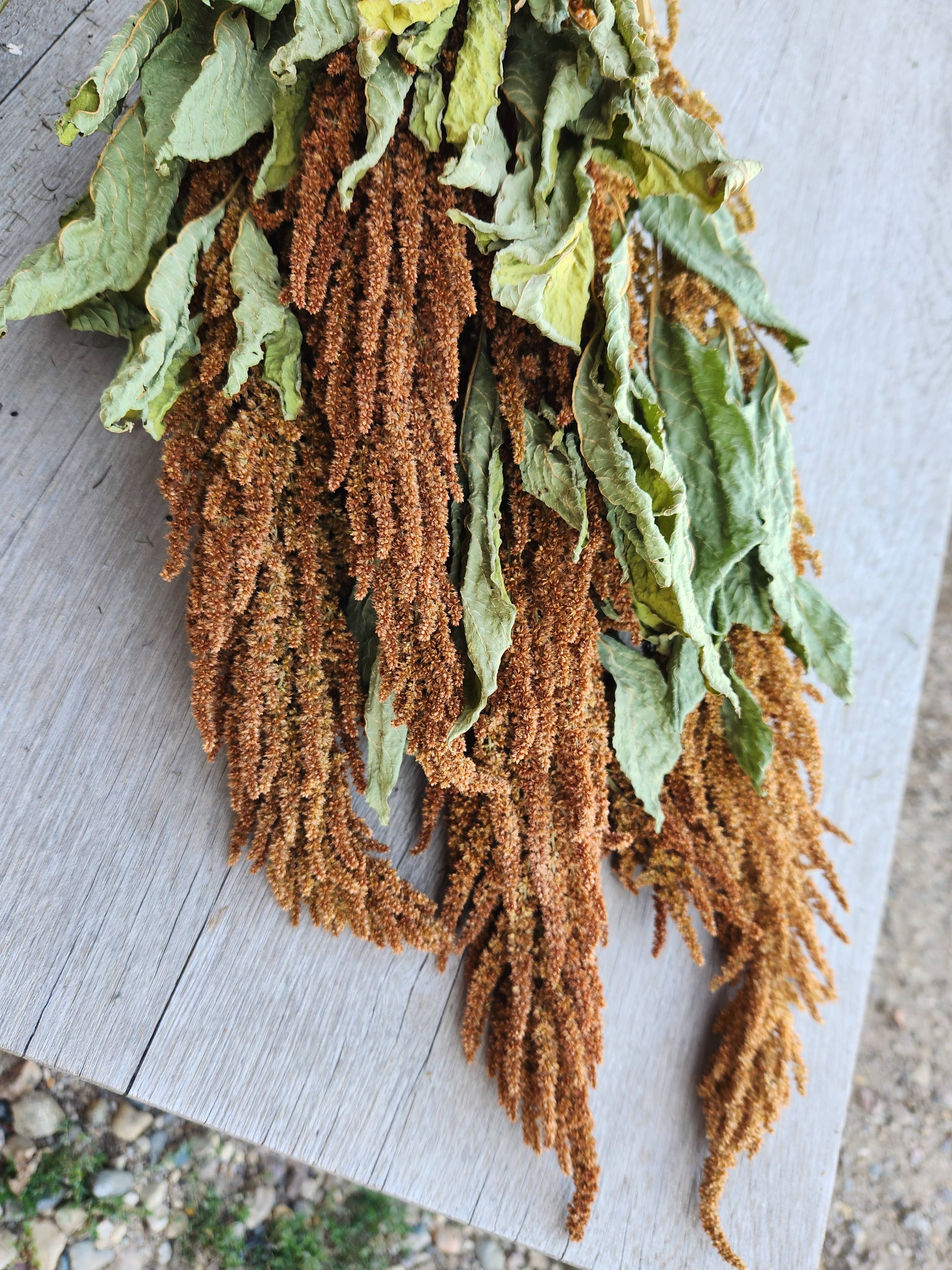 Alissas Flower Farm - Wholesale Dried/Pressed Flowers - Grain:  Amaranth3