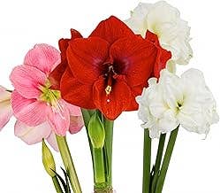 UniqueMartandHome – wholesale Live plant – Amaryllis Plant Bulbs Red or White with Stripe4