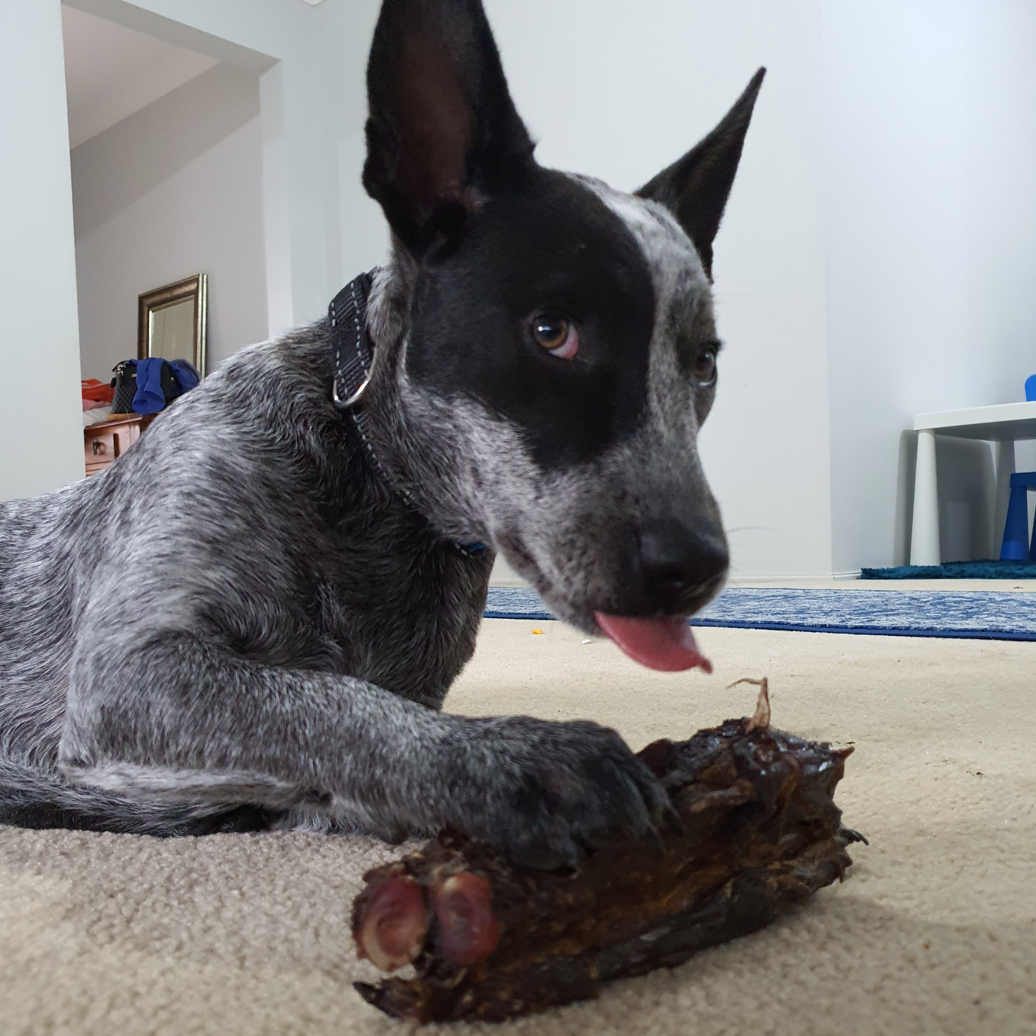 Rover Pet Products - Wholesale Pet treats – Dog - Get Off Ma' Tail - Kangaroo Tails4