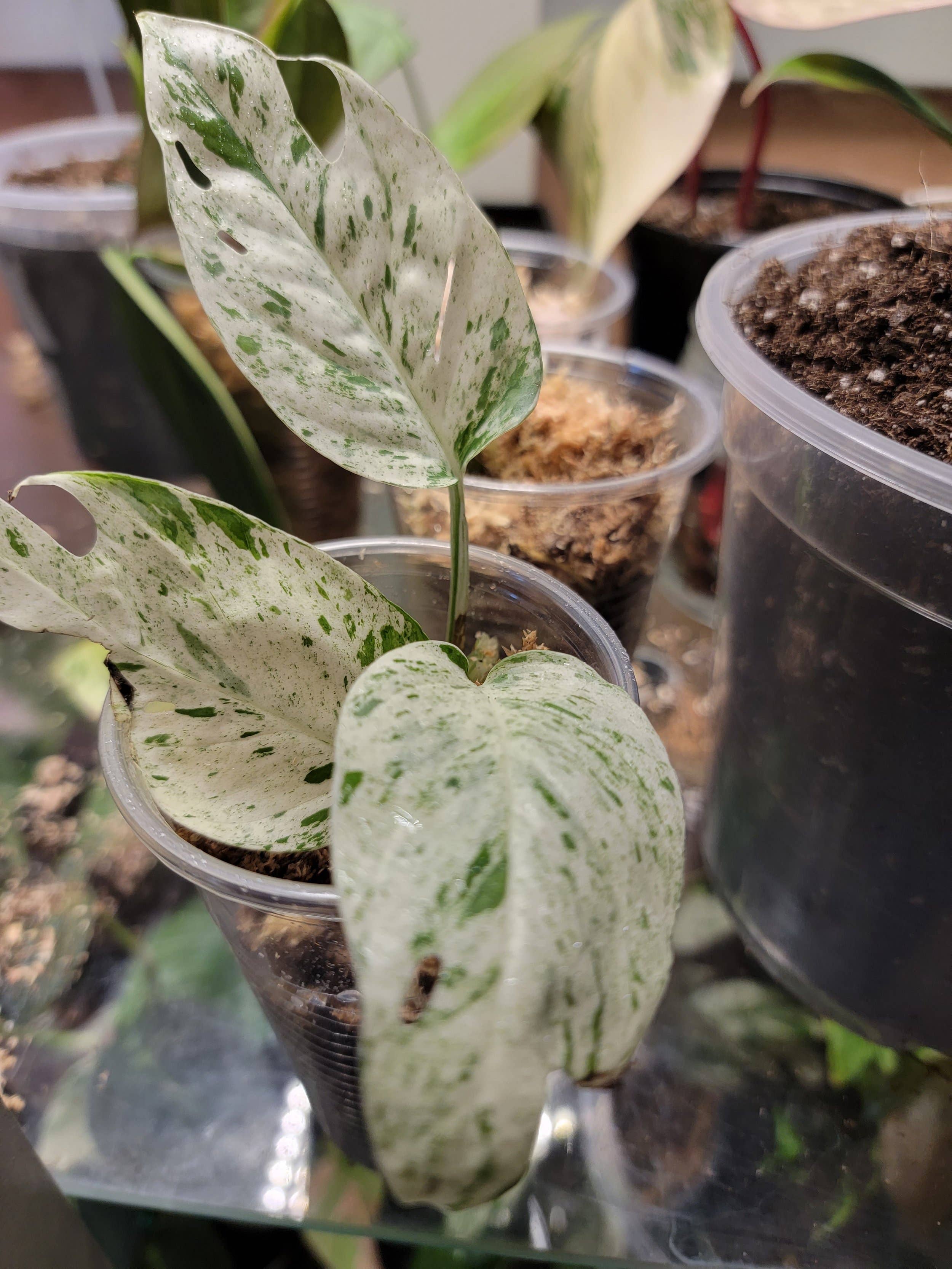 Mosley's Tropical Plants - Vendita all'ingrosso Piante vive - Epipremnum Marble, pianta variegata con radici a 4-5 foglie1