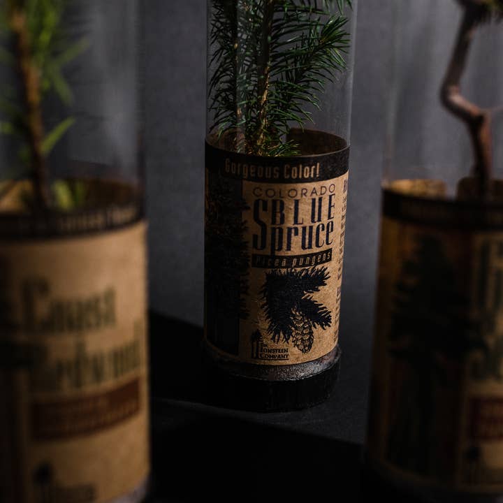 The Jonsteen Company - Wholesale Live Plant - Blue Spruce | Packaged Live Trees
