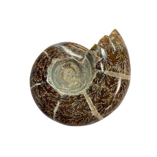 Alliz Trading - Wholesale Spiritual stone/crystal - Ammonite Specimen1
